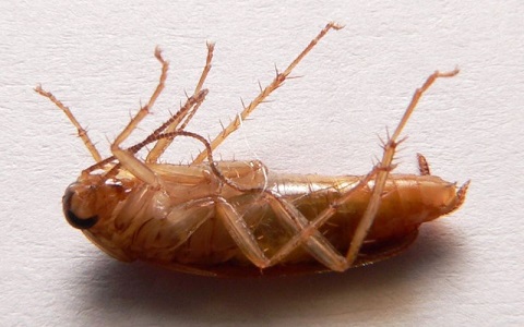 Las cucarachas alemanas o rubias originan plaga también en los meses de invierno